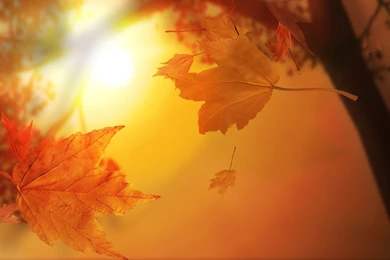 Cute Fall Desktop Wallpapers   Wallpapers Zone