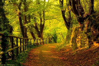 Cute Fall Wallpapers