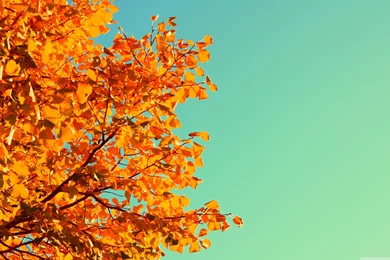 Autumn Colors Wallpapers Full HD [3840x2400]   Free Wallpapers Full ...