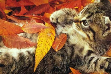 Fall Wallpapers With Cats