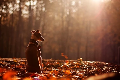 Cute Dog Animal Alone Forest Autumn Wallpapers