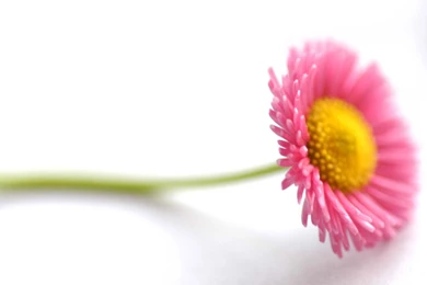 Beautiful Flowers Wallpapers