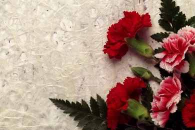 Beautiful Flower Wallpapers Widescreen