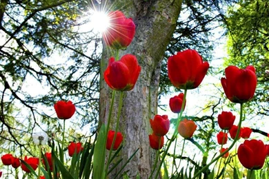 Red Tulip Flower Wallpapers Hd Beautiful Desktop Backgrounds ...