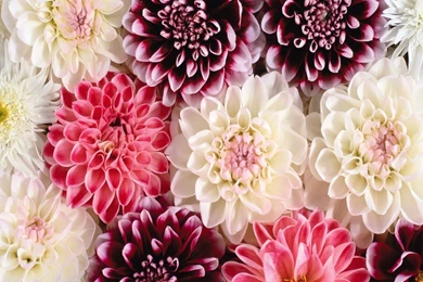 Desktop Photo Of Beautiful Flowers Wallpapers 3d Hd Pictures.