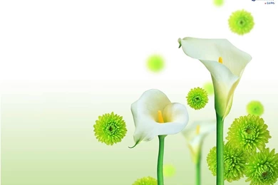 Beautiful Flower Wallpapers Mobile