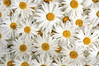 Beautiful Flower Best Hd Wallpapers 8550 Wallpapers Computer Best ...