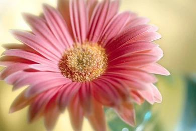 Beautiful Flowers Wallpapers