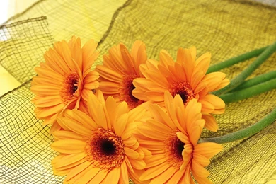 Page 130 › Free Download Gallery HD Wallpapers And Backgrounds ...