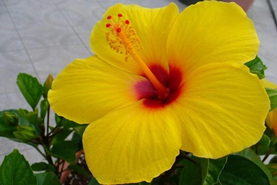 Beautiful Flower Wallpapers