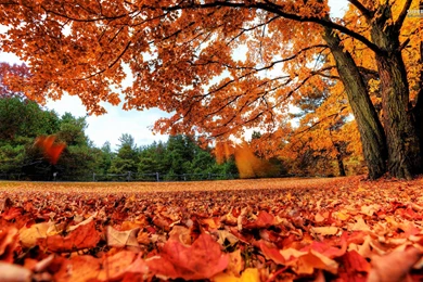 Fall Leaves Wallpapers Full HD