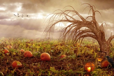 Pumpkin Patch Halloween Autumn Wallpapers