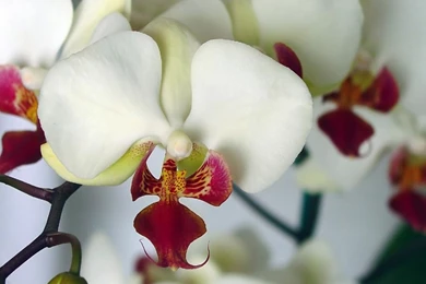 Free Desktop Wallpapers