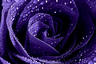Purple Roses Wallpapers Wallpapers Cave