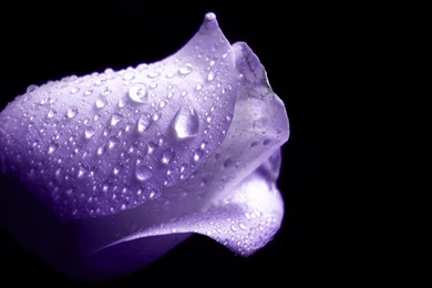 Purple Roses Wallpaper Backgrounds