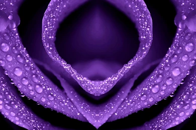 Purple Roses Wallpapers   Wallpapers Cave