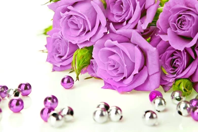 Beautiful Purple Rose Pearl Wallpapers, Rose Flower Images, Rose ...
