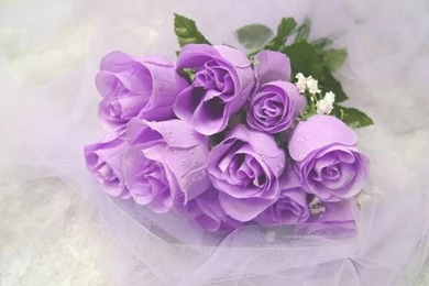 Magnificent Purple Roses Wallpapers