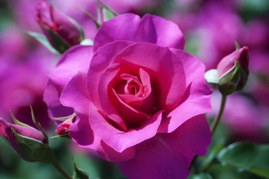 Great Sunshine Purple Rose Wallpaper, Rose Flower Images, Rose ...