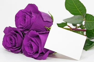 Purple Rose Quotes. QuotesGram