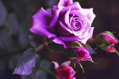 Textile Purple Rose Wallpapers, Rose Flower Images, Rose Pictures ...