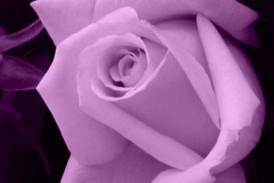 Wallpapers Light Purple Rose Flower 1024x768