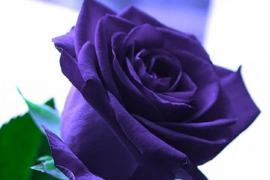 Purple Roses