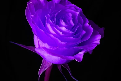 Wallpaper_purple_rose.jpg?m=1399676400