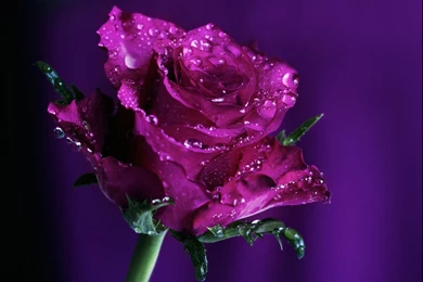 Purple Rose   (