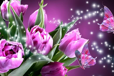 Fresh Purple Rose Wallpapers, Rose Flower Images, Rose Pictures ...