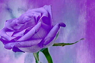 PURPLE ROSE WALLPAPER   (