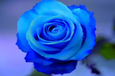 Ravishment: Beautiful Roses HD Desktop Wallpapers In 1080p