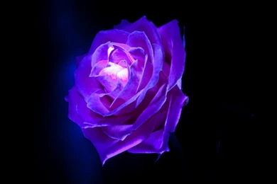 Purple Rose Flowers