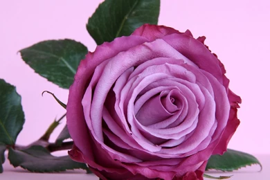 Nature___Flowers_Beautiful_purple_rose_on_the_table_055873_.jpg