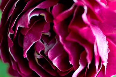 Purple Rose Wallpapers