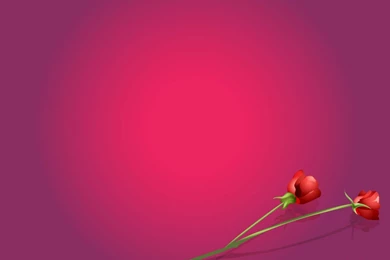 Marriage Background Images   Wallpapers Zone