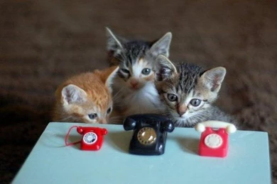 Telephone Kittys   (
