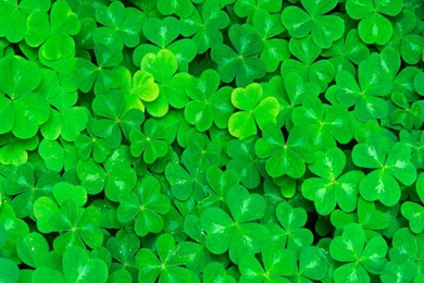 Shamrock Wallpapers 2016 5   Wallpapers Around The World