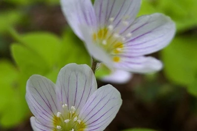 Shamrock Wallpapers   Android Apps And Tests   AndroidPIT