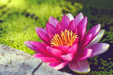 Flowers Wallpapers   Page 1   HD Wallpapers