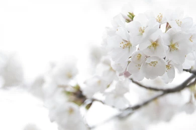 White Flowers Images And Wallpapers Download