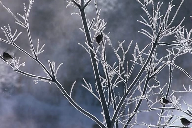 Winter Scenery Wallpapers