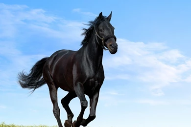 Wallpapers Arabian Horse HD Wallpapers