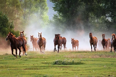 Running Horse Hd Wallpapers Download High Quality Wallpapers Free ...