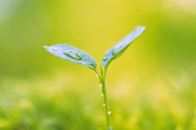 Plants HD Wallpapers   HD Wallpaper Backgrounds Of Your Choice