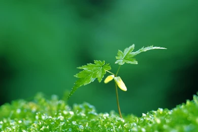 Plant 8862 1024x768   UMad.com