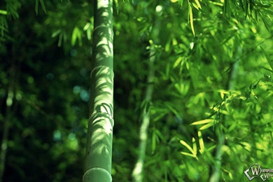 Bamboo, Wallpapers, Plants (