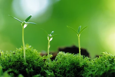 Small Plants Wallpapers Pictures 8873 1280x800   UMad.com