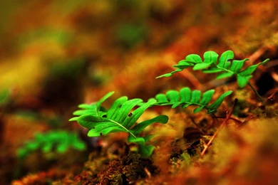 New 1000 Wallpapers Blog: Wallpapers Of Plants