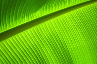 Windows Vista Wallpapers   Plants And Leaves1280x1024 NO.9 Desktop ...